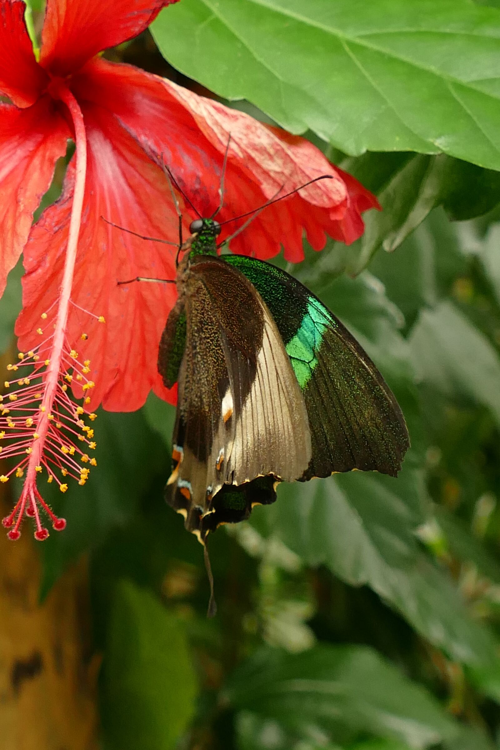 Panasonic Lumix DMC-FZ1000 sample photo. Butterfly, page, bug photography
