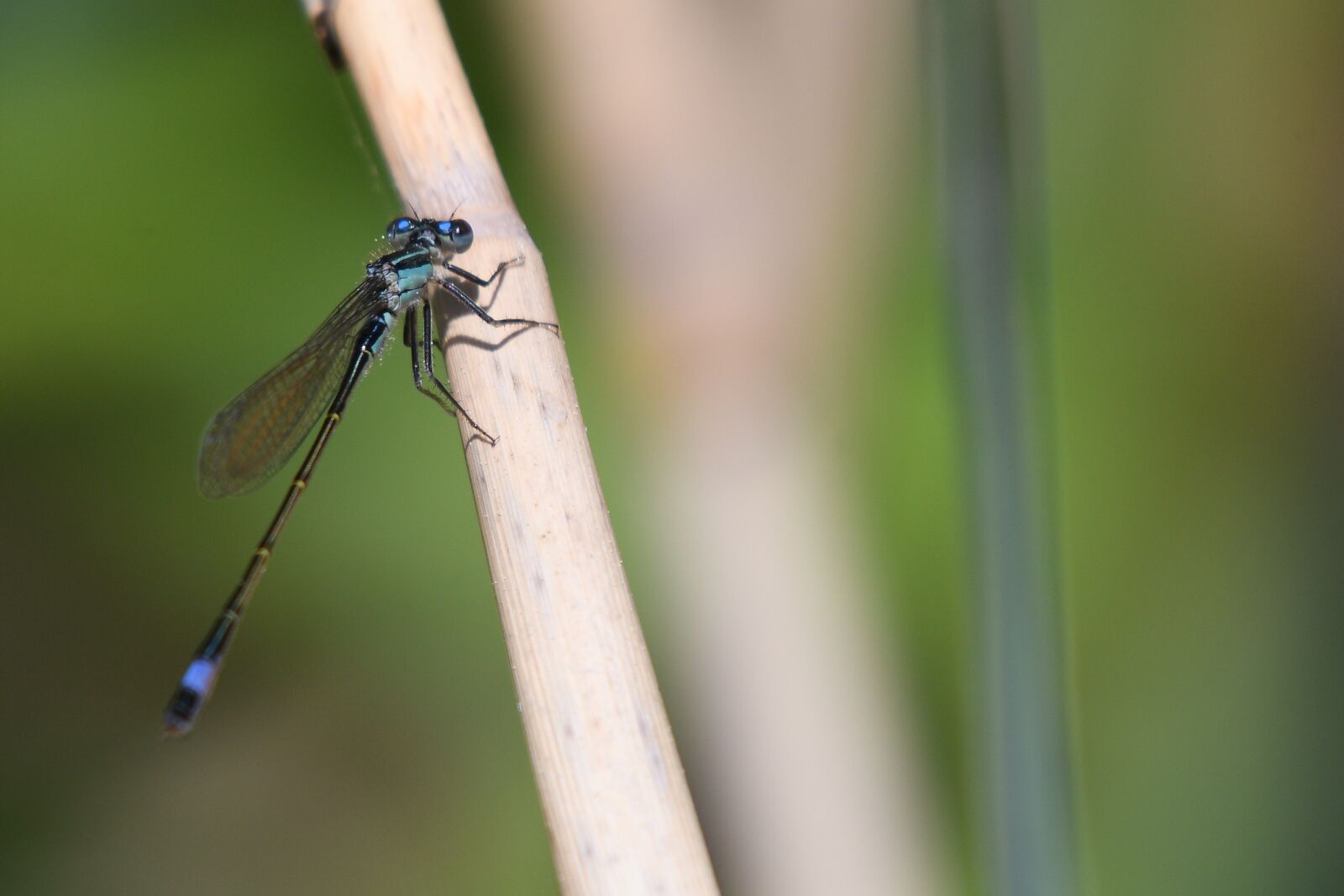 Nikon D500 sample photo. Dragonfly, insect, nature photography