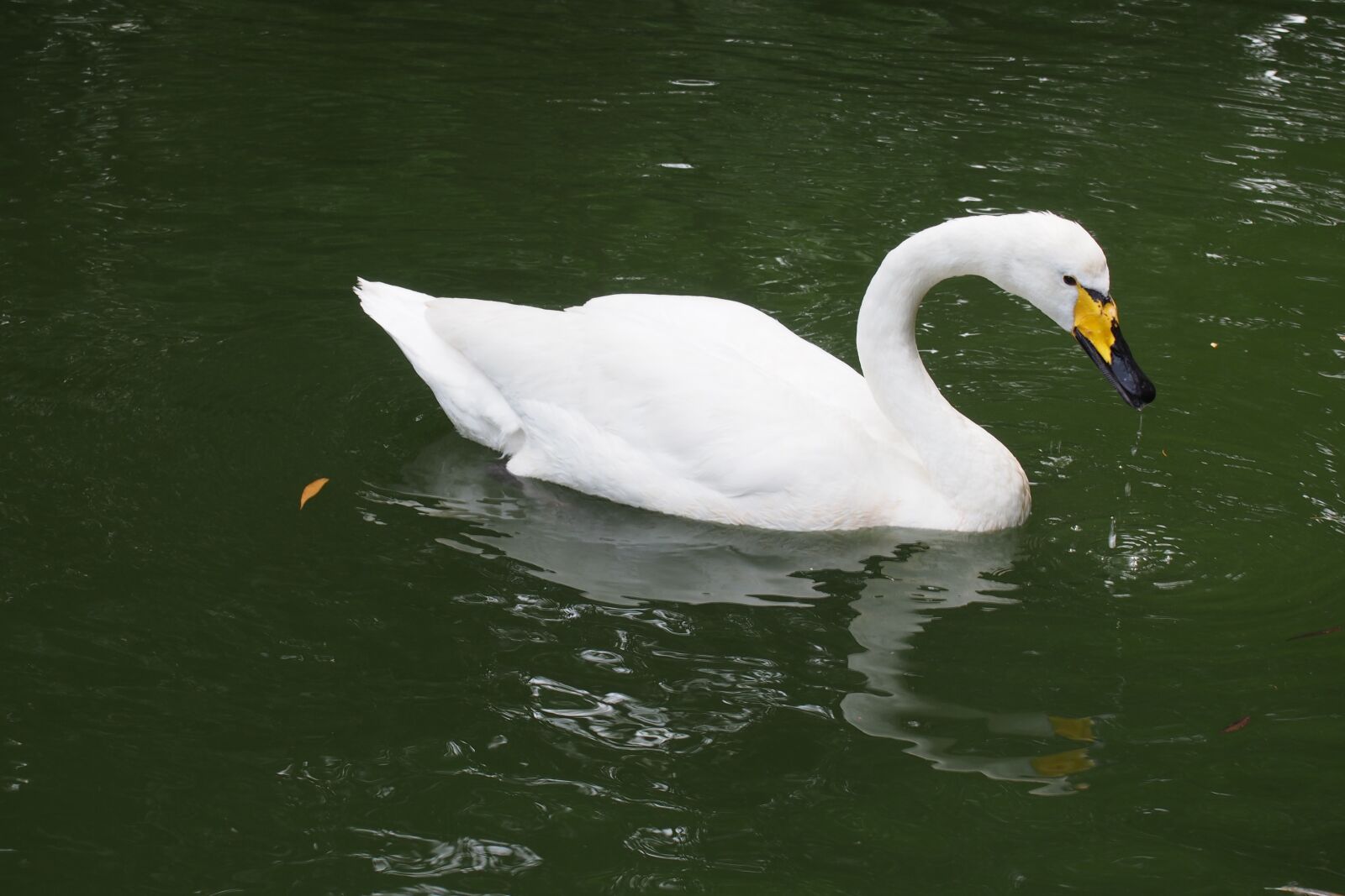 Olympus PEN E-P5 sample photo. Swan, the white swan photography