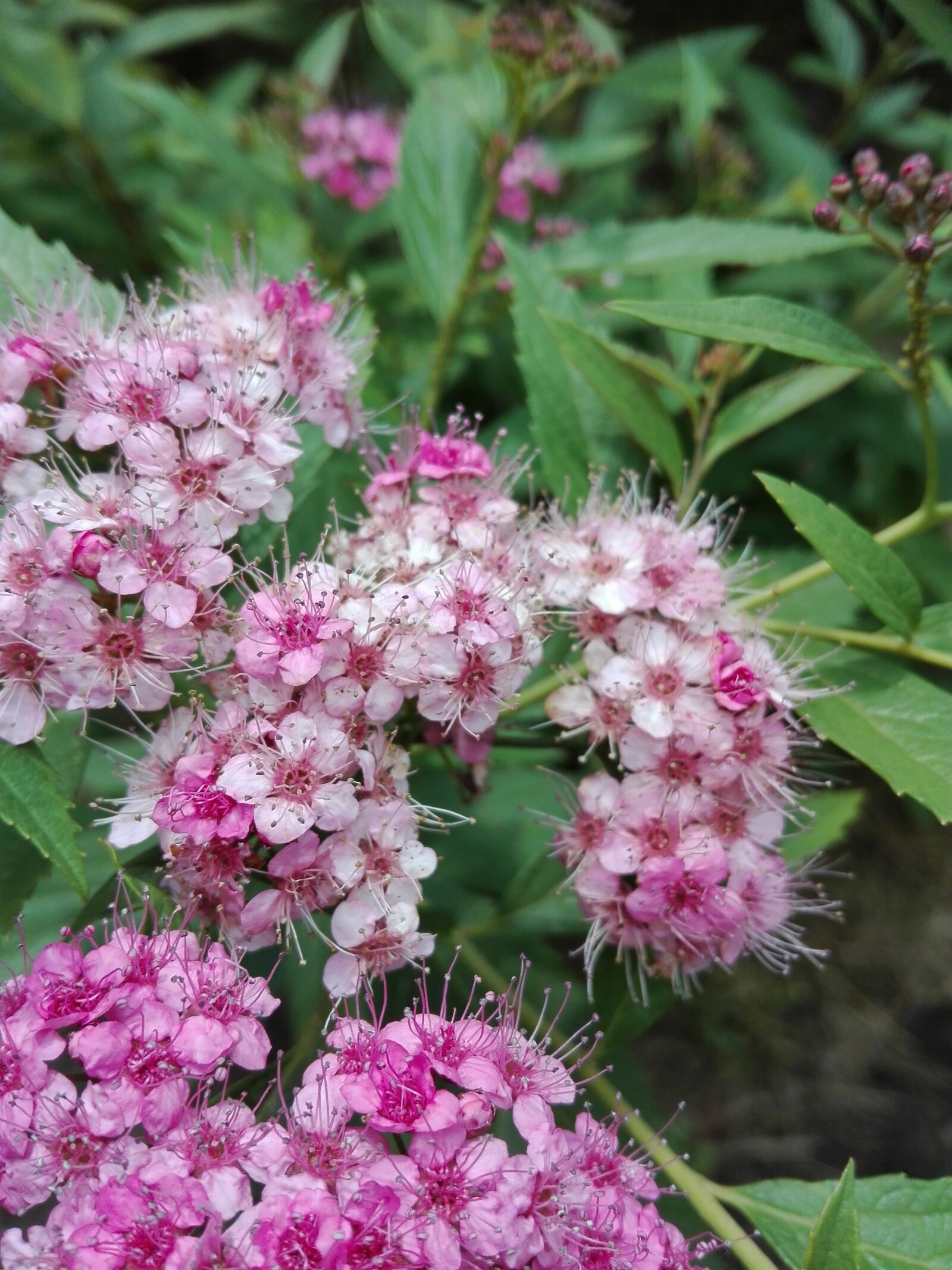 HUAWEI P8 Lite sample photo. Flower, pink, summer photography