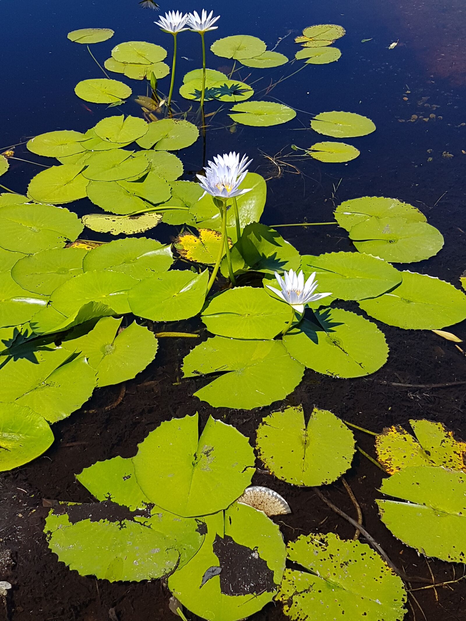 Samsung Galaxy S7 sample photo. Water lilies, harold porter photography