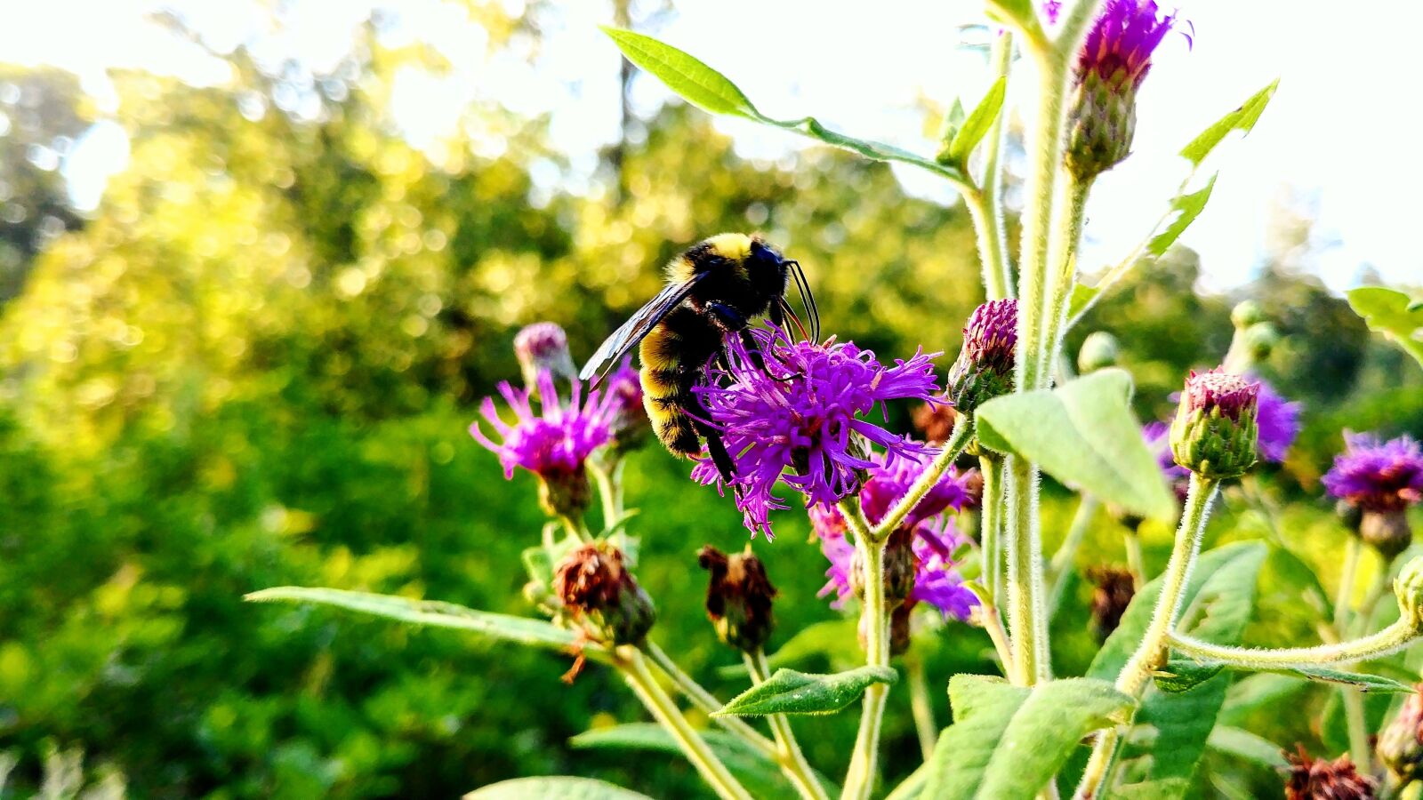 LG G6 sample photo. Bee, flower, bugs photography
