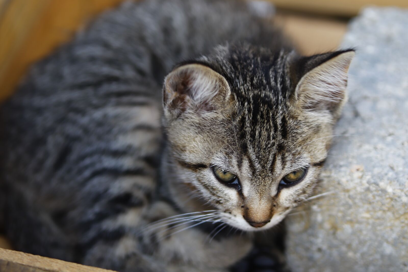 Canon EOS 200D (EOS Rebel SL2 / EOS Kiss X9) sample photo. Grey, cat, cute photography