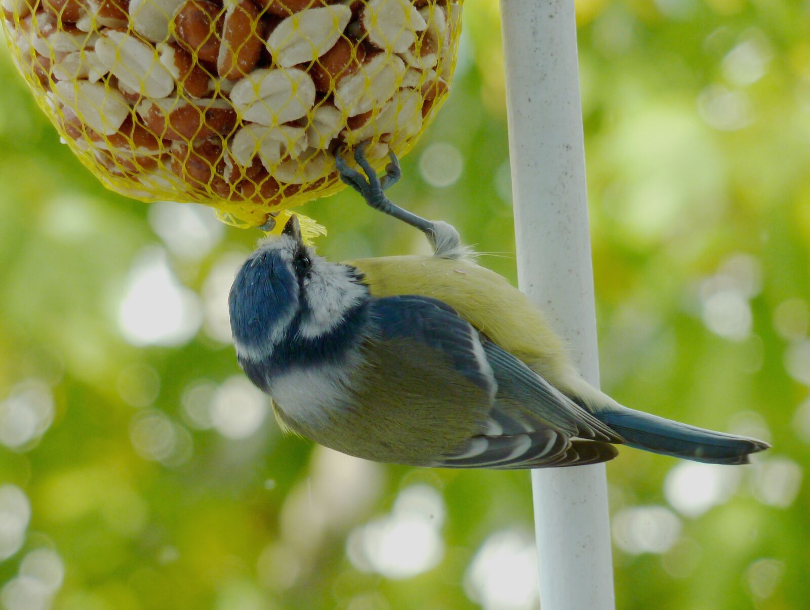 Panasonic DMC-TZ7 sample photo. Tit, bird, feather photography