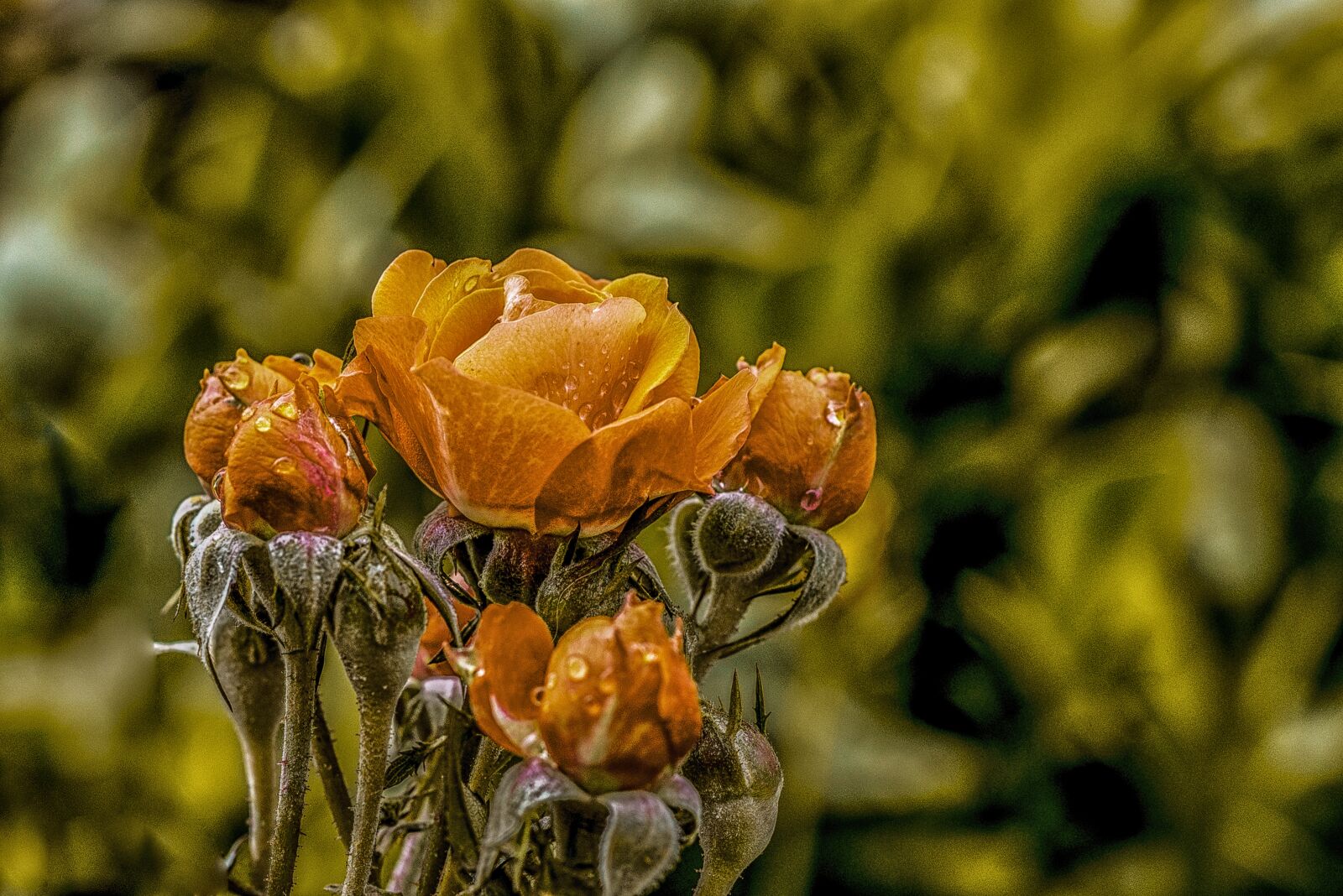 Nikon D600 sample photo. Rosa, flower, bella photography
