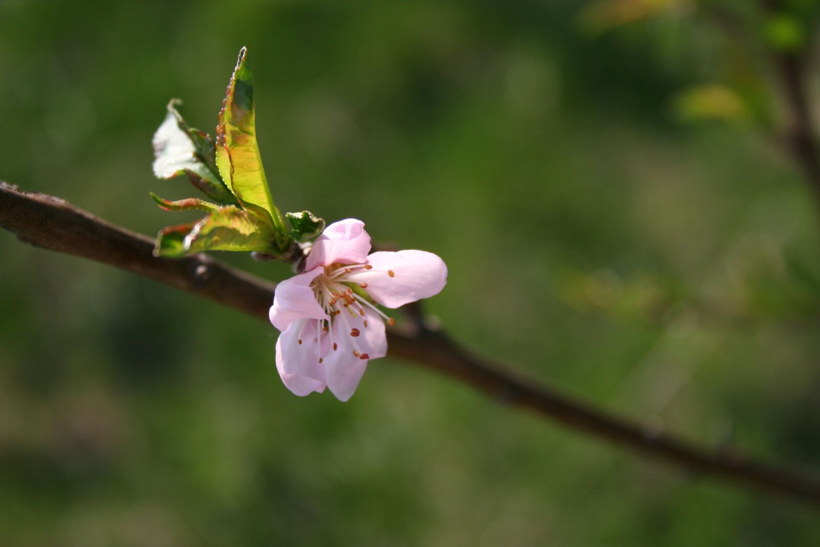 Canon EOS 350D (EOS Digital Rebel XT / EOS Kiss Digital N) sample photo. Spring, flowers, tree photography