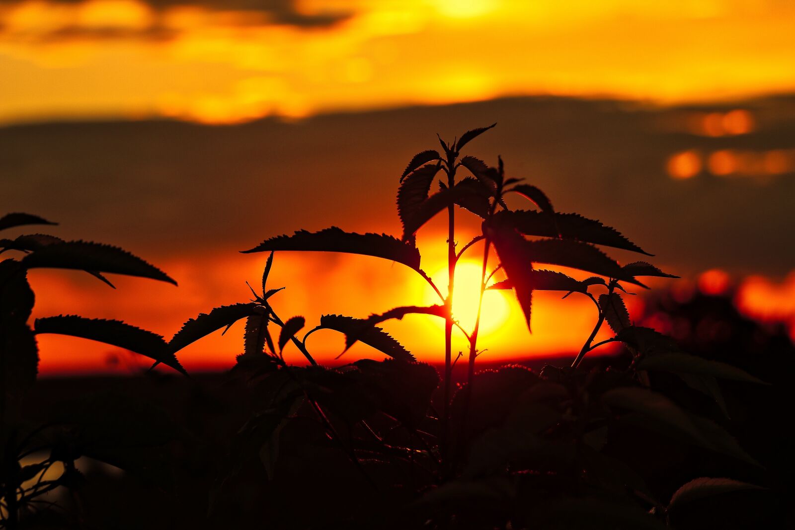 Canon EOS 80D sample photo. West, the sun, clouds photography