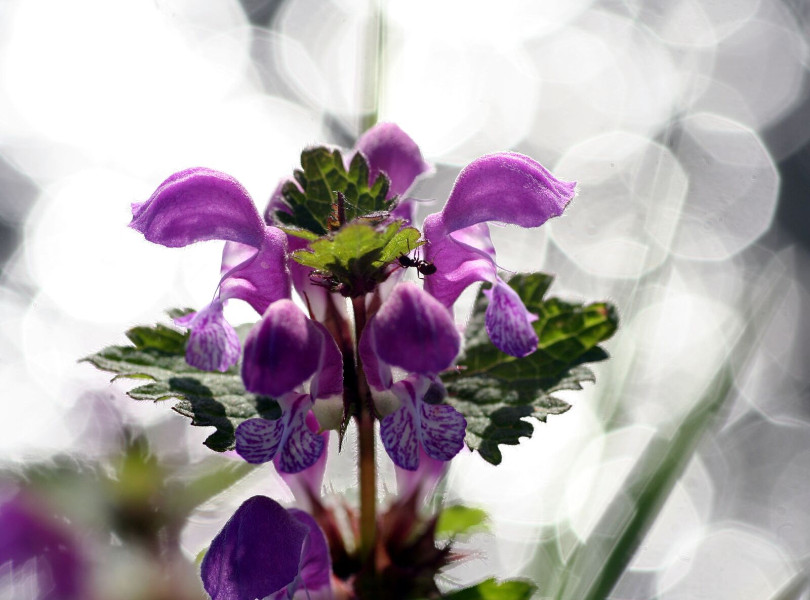 Canon EOS 350D (EOS Digital Rebel XT / EOS Kiss Digital N) sample photo. Flower, plant, floral photography