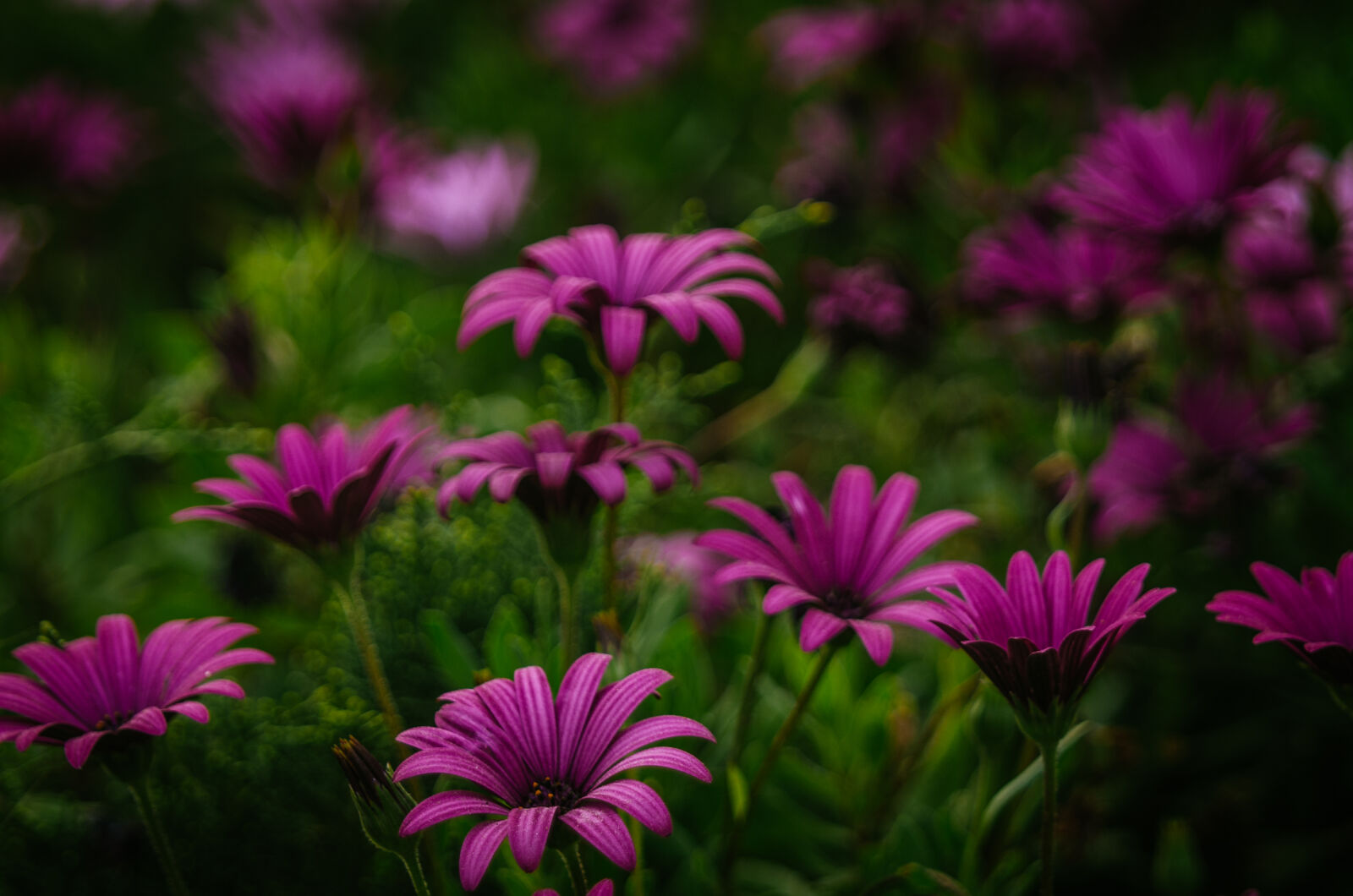 Pentax K-30 + Sigma 24-70mm F2.8 EX DG HSM sample photo. Flowers, green, israel, purple photography