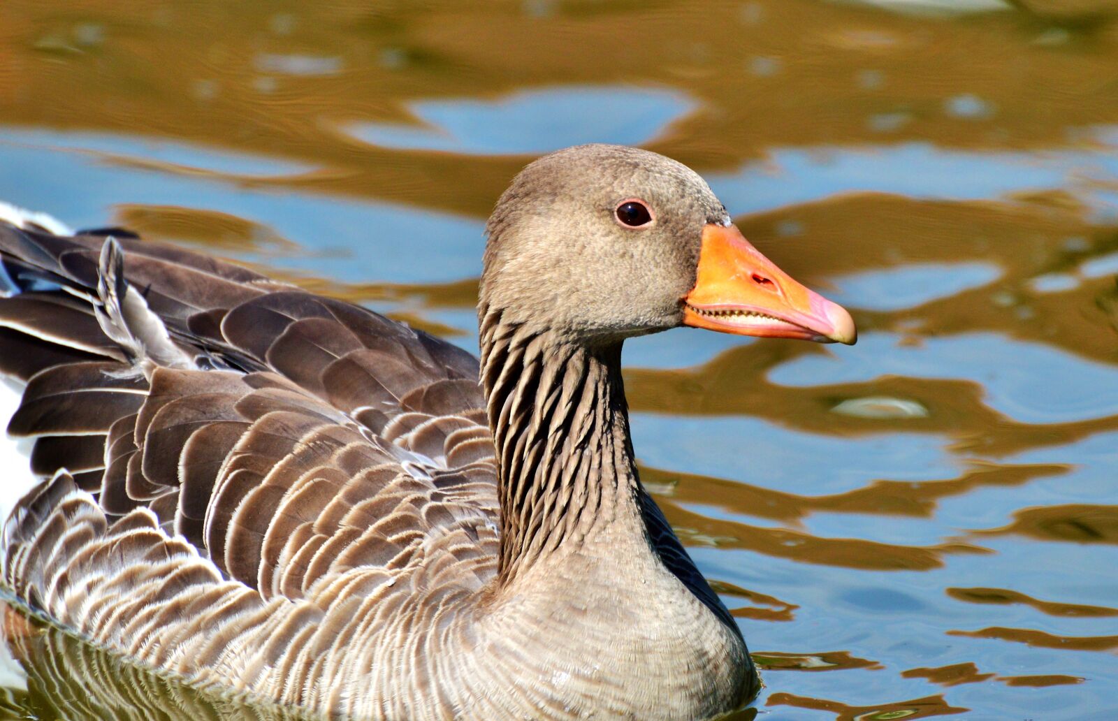 Nikon D3200 sample photo. Wild goose, goose, bird photography