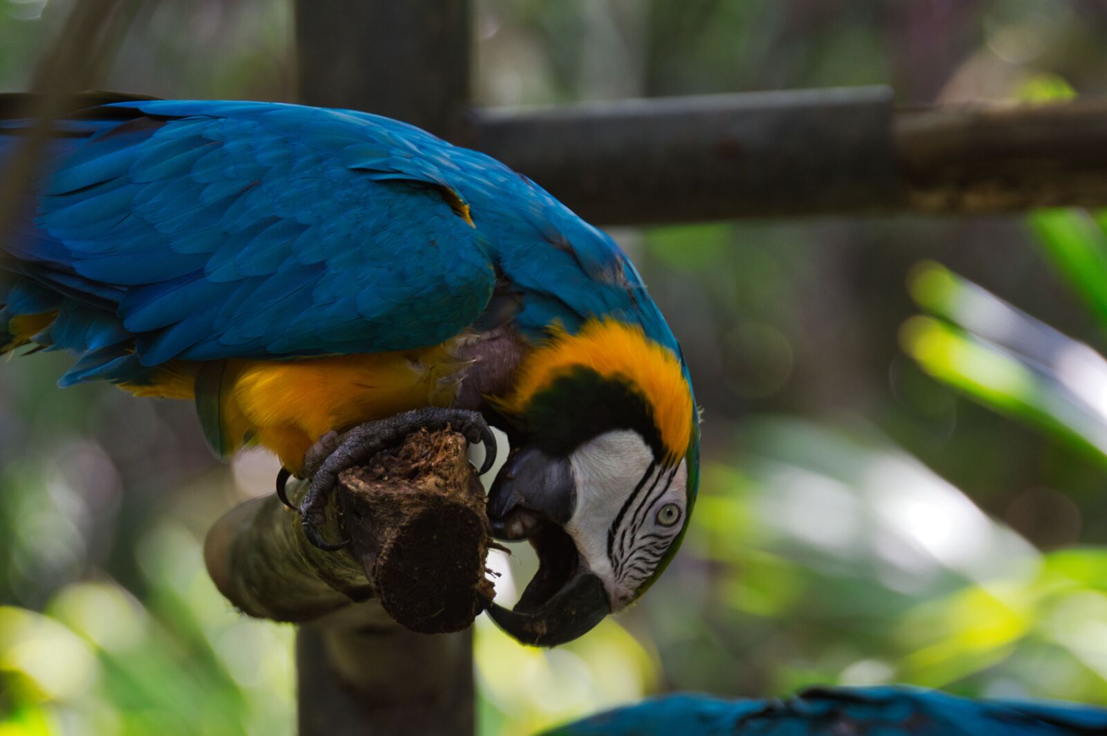 Nikon D3200 sample photo. Parrot, bird, costa rica photography