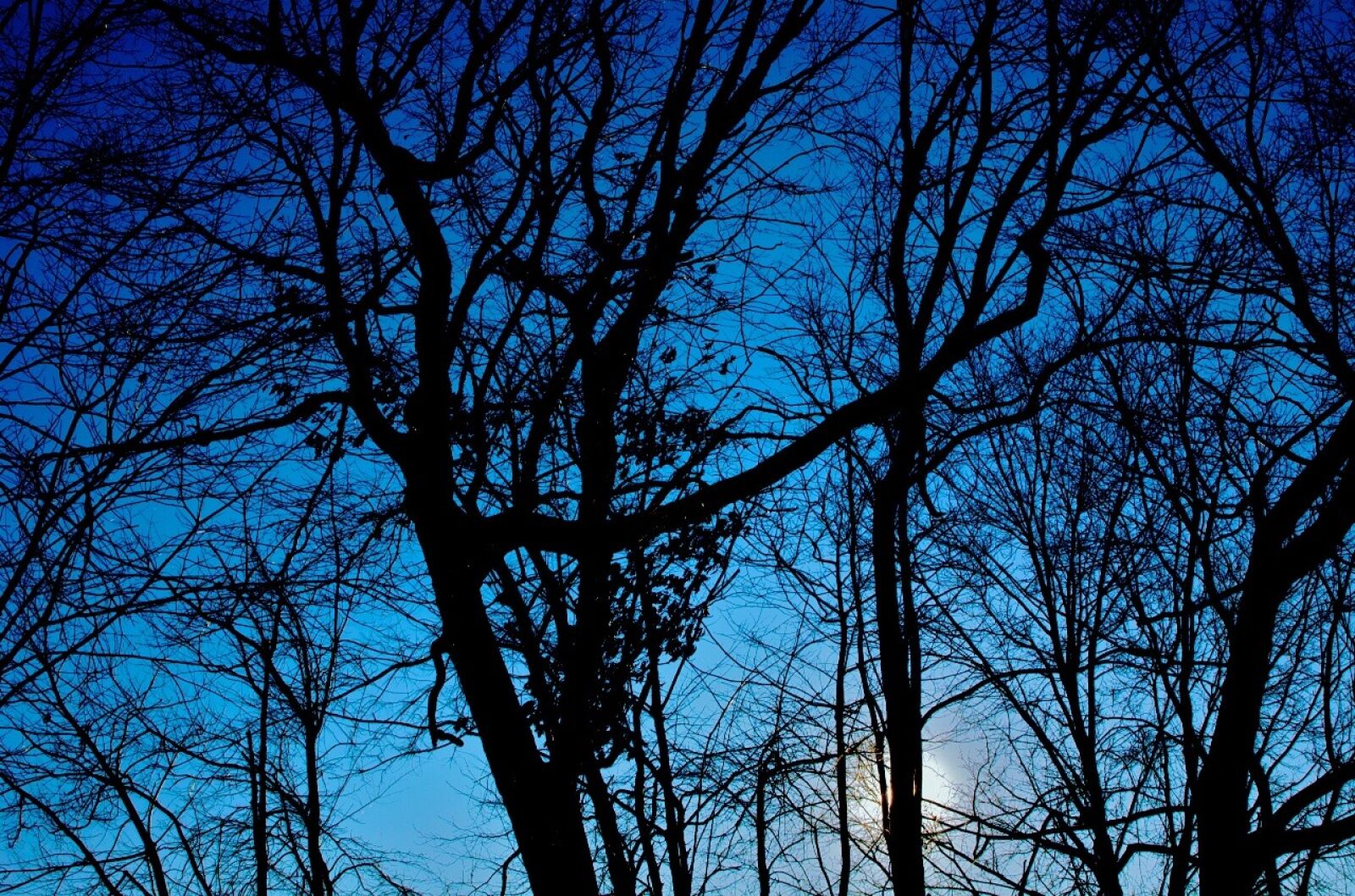 Nikon D50 sample photo. Winter, trees, silhouette photography
