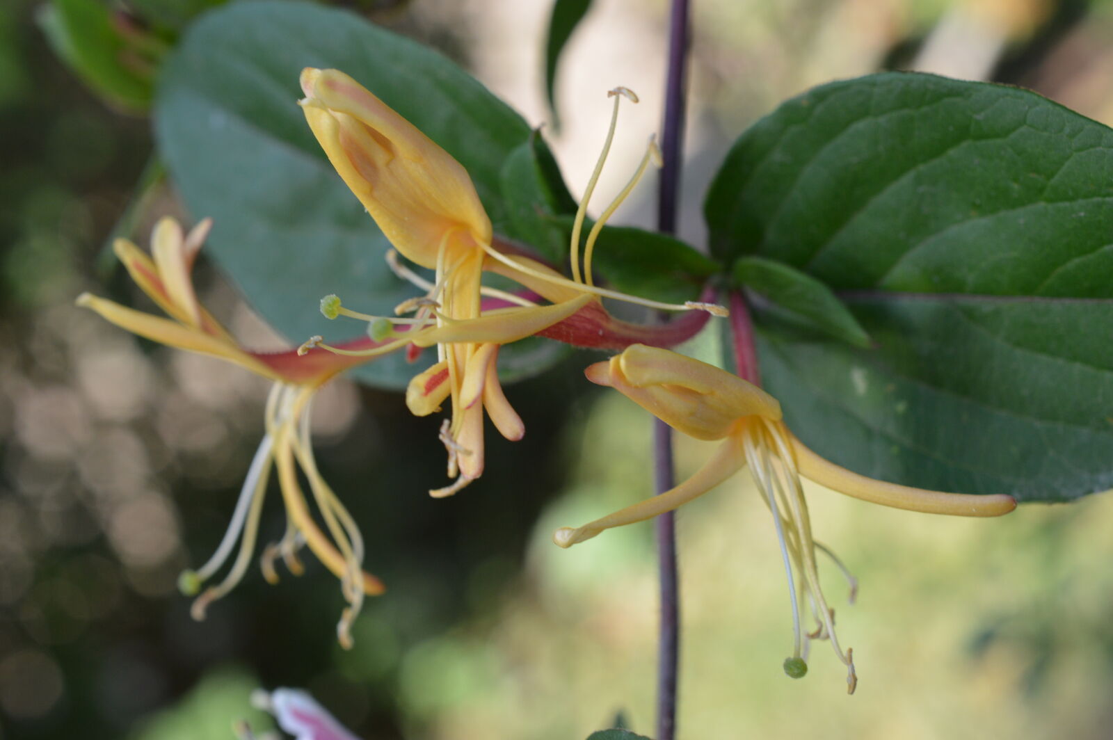 Nikon D3200 sample photo