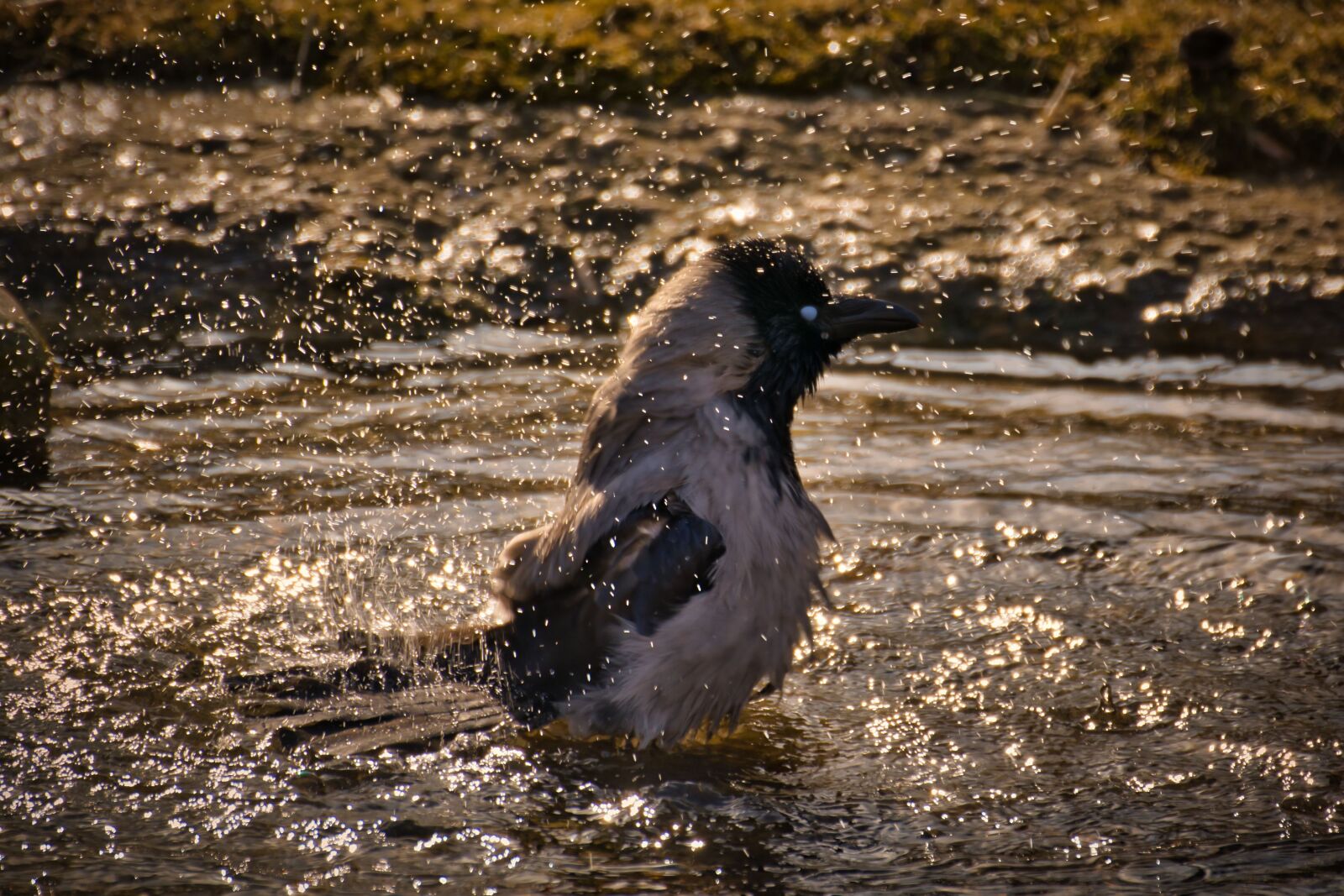 Nikon D5300 sample photo. Bird, animal world, nature photography