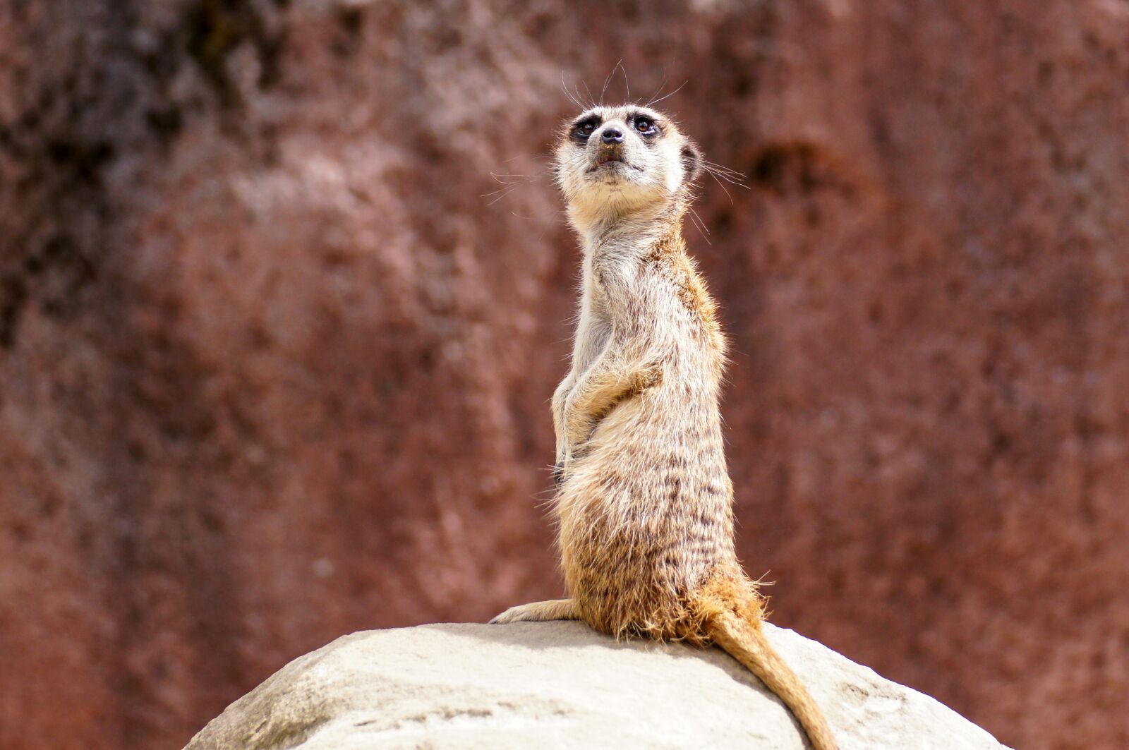 Sony SLT-A55 (SLT-A55V) sample photo. Meerkat, animal, nature photography