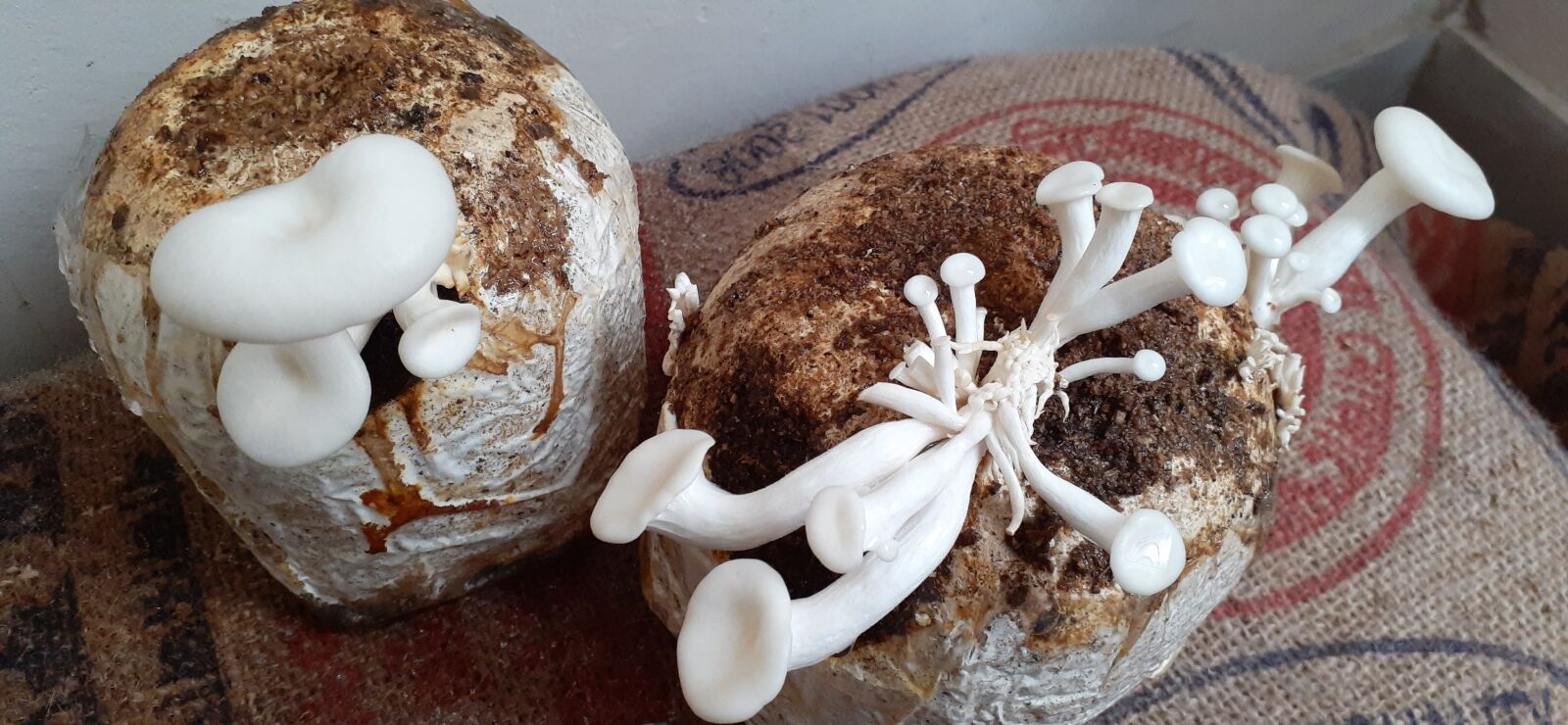 Samsung Galaxy A20 sample photo. Mushroom, home made, natural photography