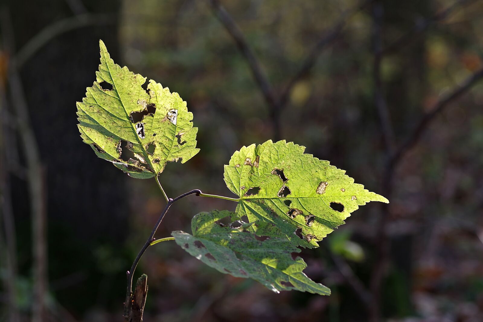 Pentax K-S2 sample photo. Foliage, broke, yellow photography