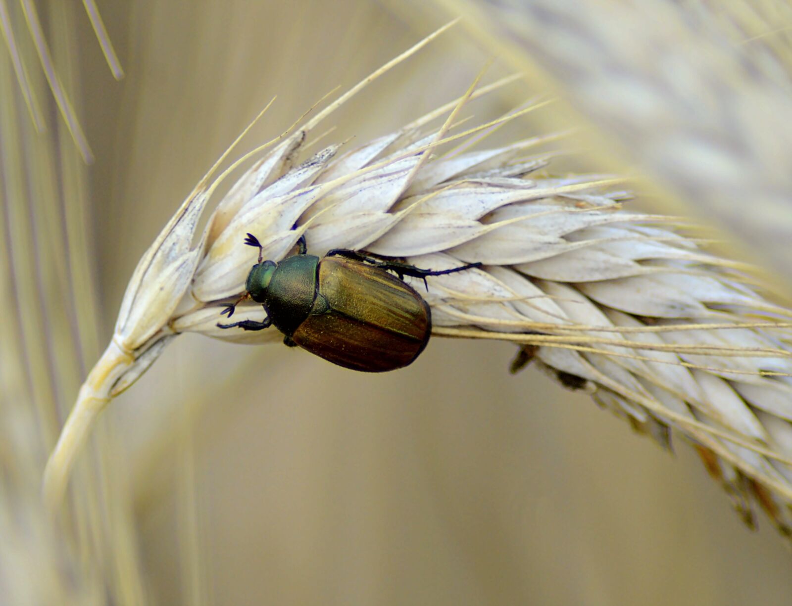Nikon D3200 sample photo. Beetle, brown, nature photography