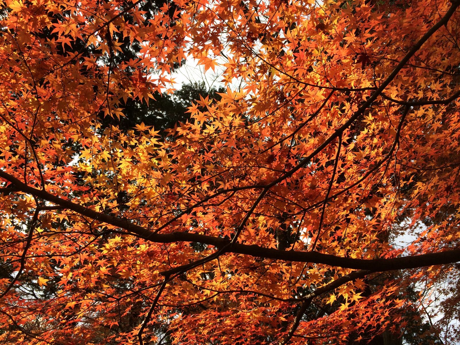 iPhone 5s back camera 4.12mm f/2.2 sample photo. Red leaves, maple, autumn photography