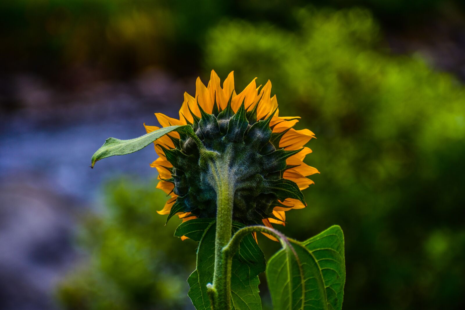 Nikon D3400 sample photo. Sunflower, nature, flower photography