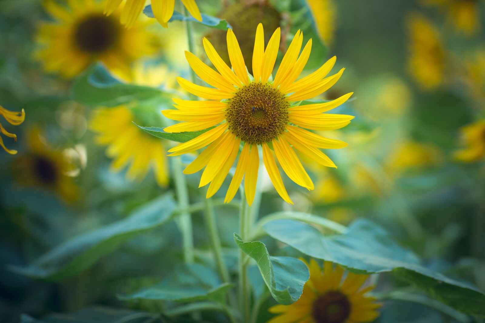 Canon EF 85mm F1.2L II USM sample photo. Sunflower, flower, garden photography