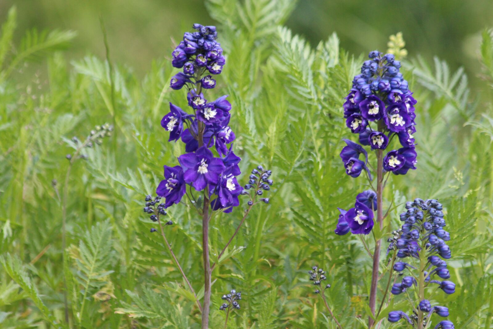 Canon EOS 650D (EOS Rebel T4i / EOS Kiss X6i) sample photo. Delphinium, flower, blue photography