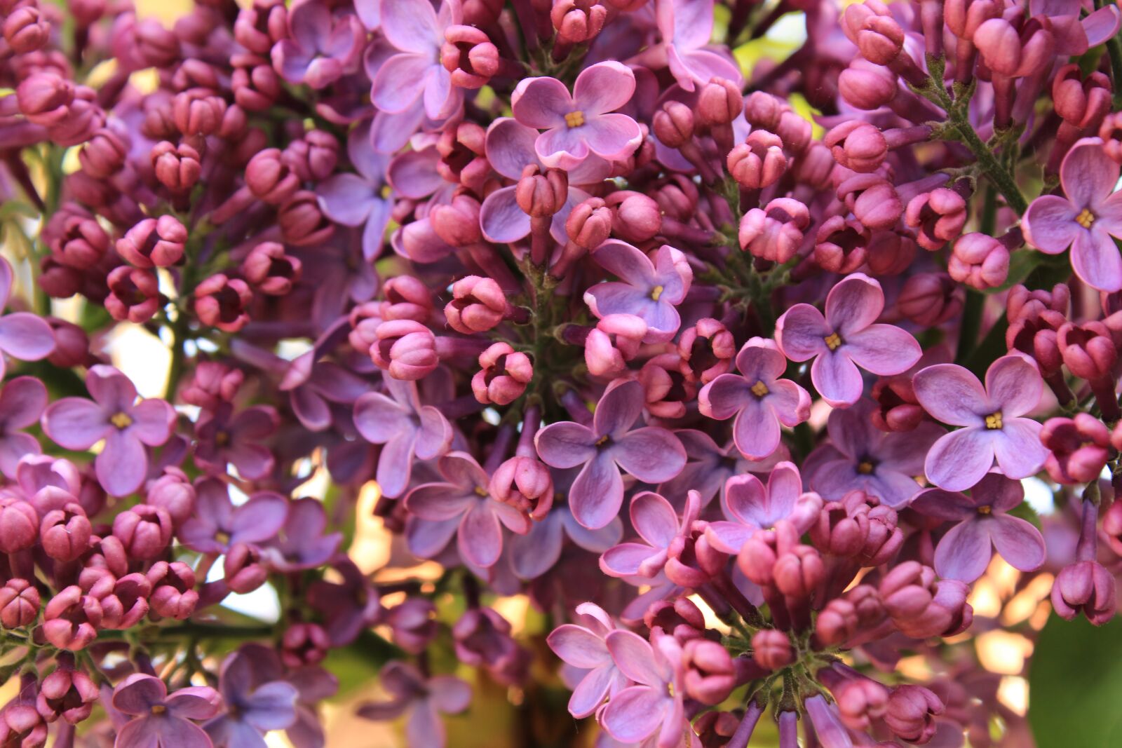 Canon EOS 2000D (EOS Rebel T7 / EOS Kiss X90 / EOS 1500D) sample photo. Lilac, close up, purple photography