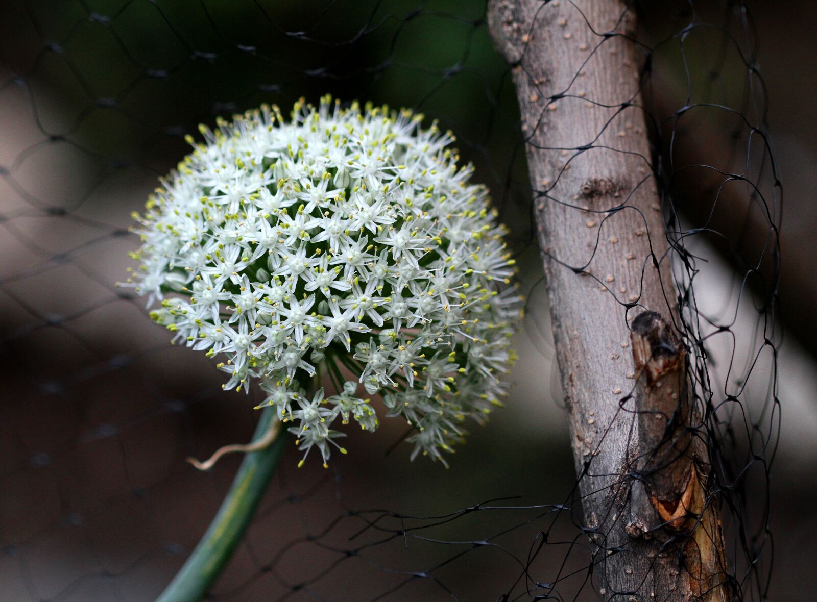 Canon EOS 7D sample photo. Onion flower, garden, flower photography