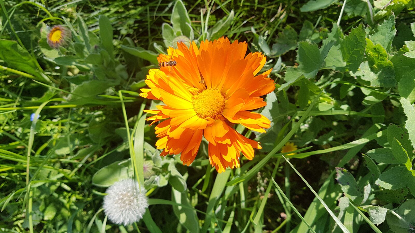 Samsung Galaxy S7 Edge sample photo. Spring, nature, flowers photography