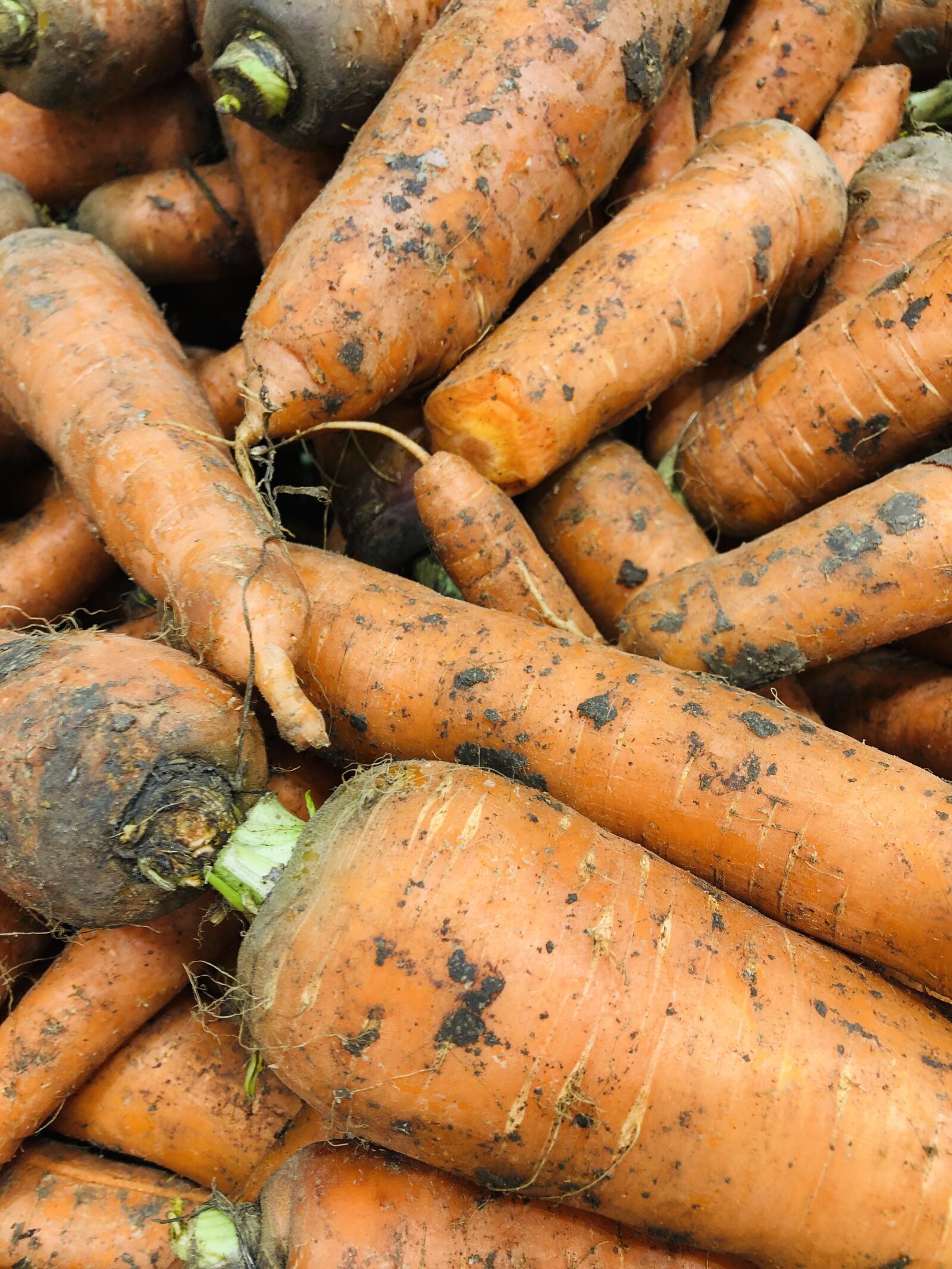 iPhone 8 back camera 3.99mm f/1.8 sample photo. Carrot, food, vegetables photography