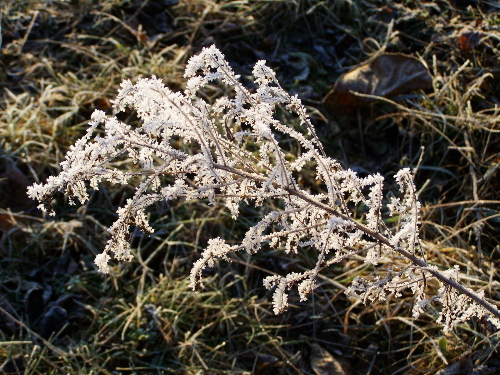 Kodak EASYSHARE ZD710 ZOOM DIGITAL CAMERA sample photo. Winter, hoary, rimy photography