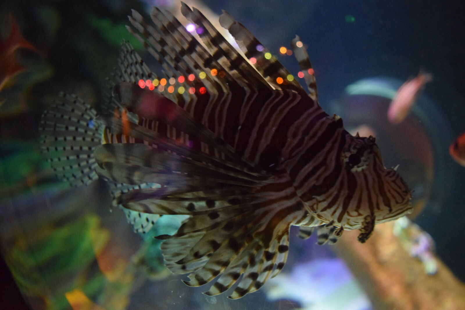 Nikon D3300 sample photo. Brown, stripped, fish, fish photography