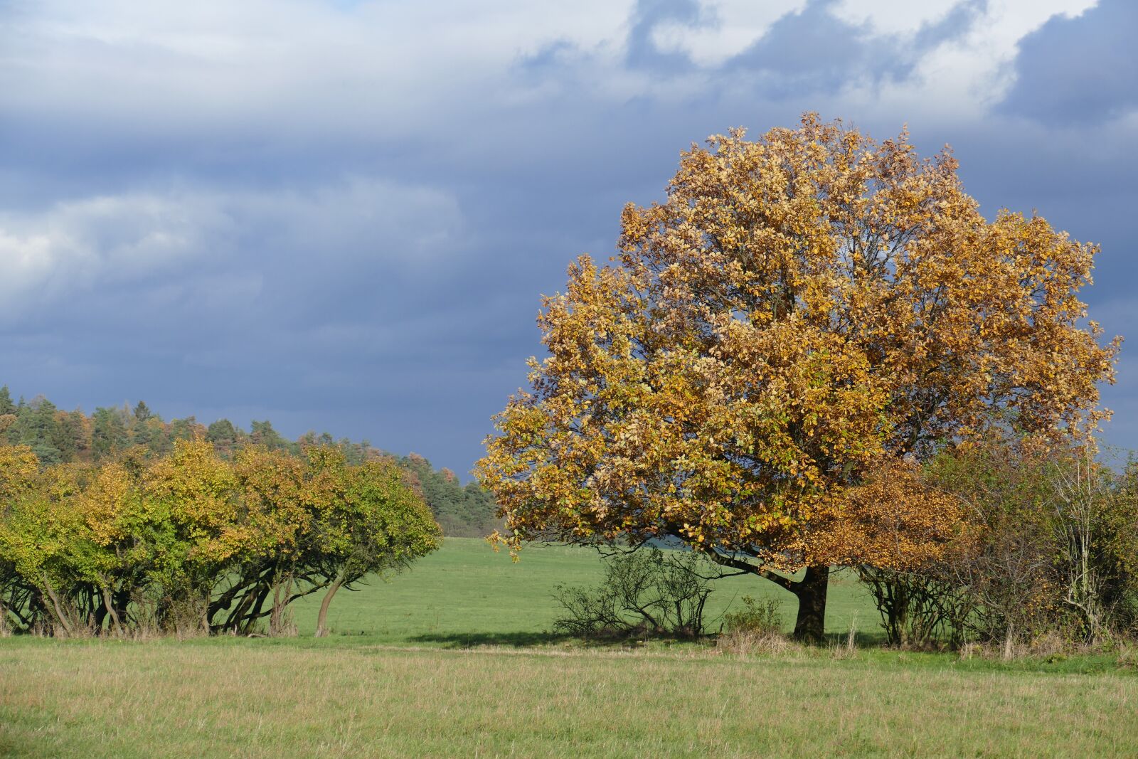 Panasonic Lumix DMC-FZ1000 sample photo. Autumn, landscape, meadow photography