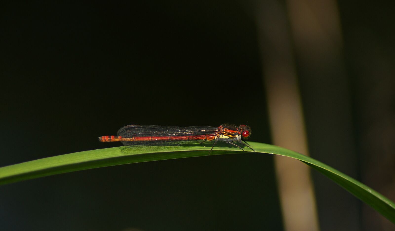 Sony SLT-A57 sample photo. Early adonis dragonfly, dragonfly photography