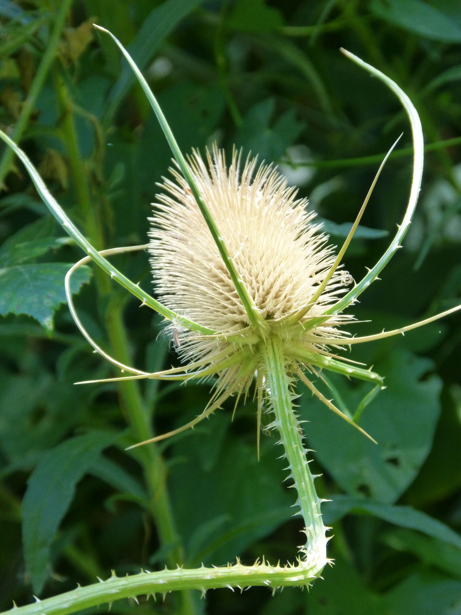 Panasonic DMC-FZ62 sample photo. Thistle, dipsacus fullonum, dried photography