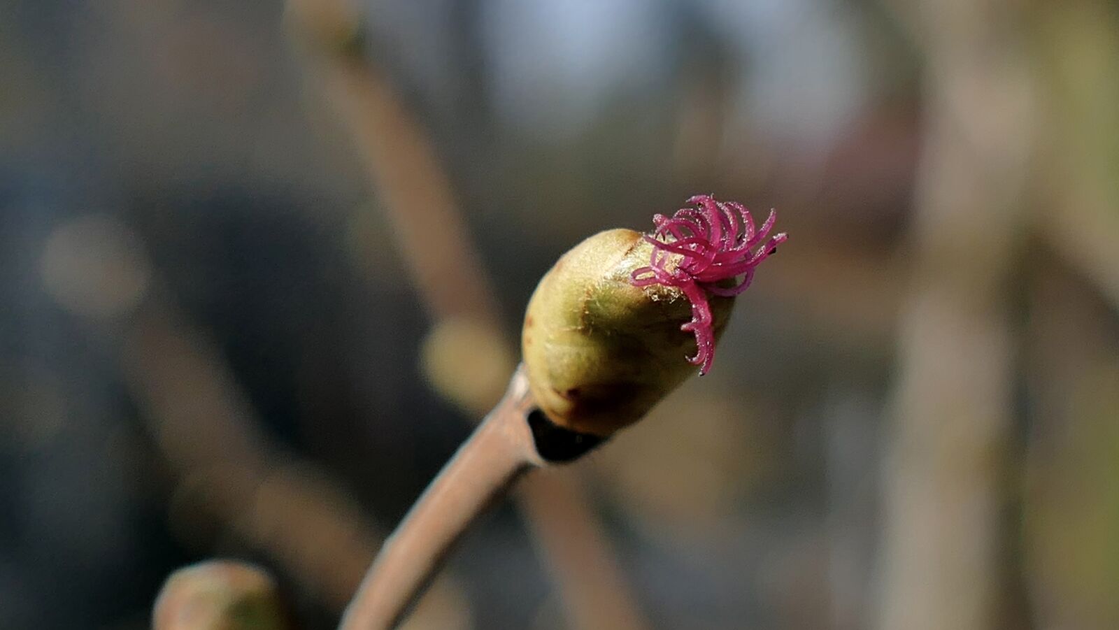 Panasonic Lumix DMC-FZ1000 sample photo. Hazel, hazelnut, bud hazel photography