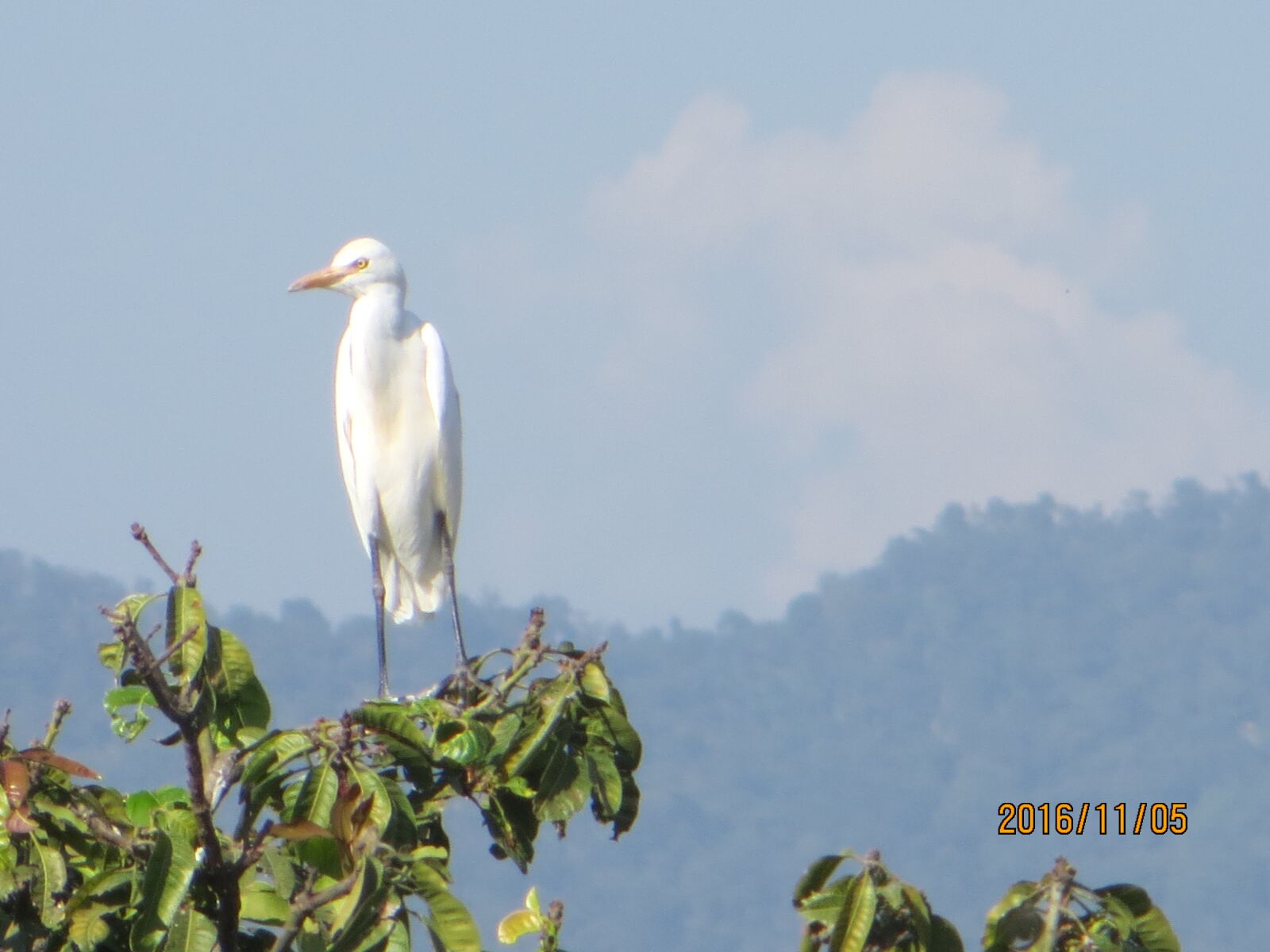 Canon PowerShot SX260 HS sample photo. Birds, blue sky, hd photography