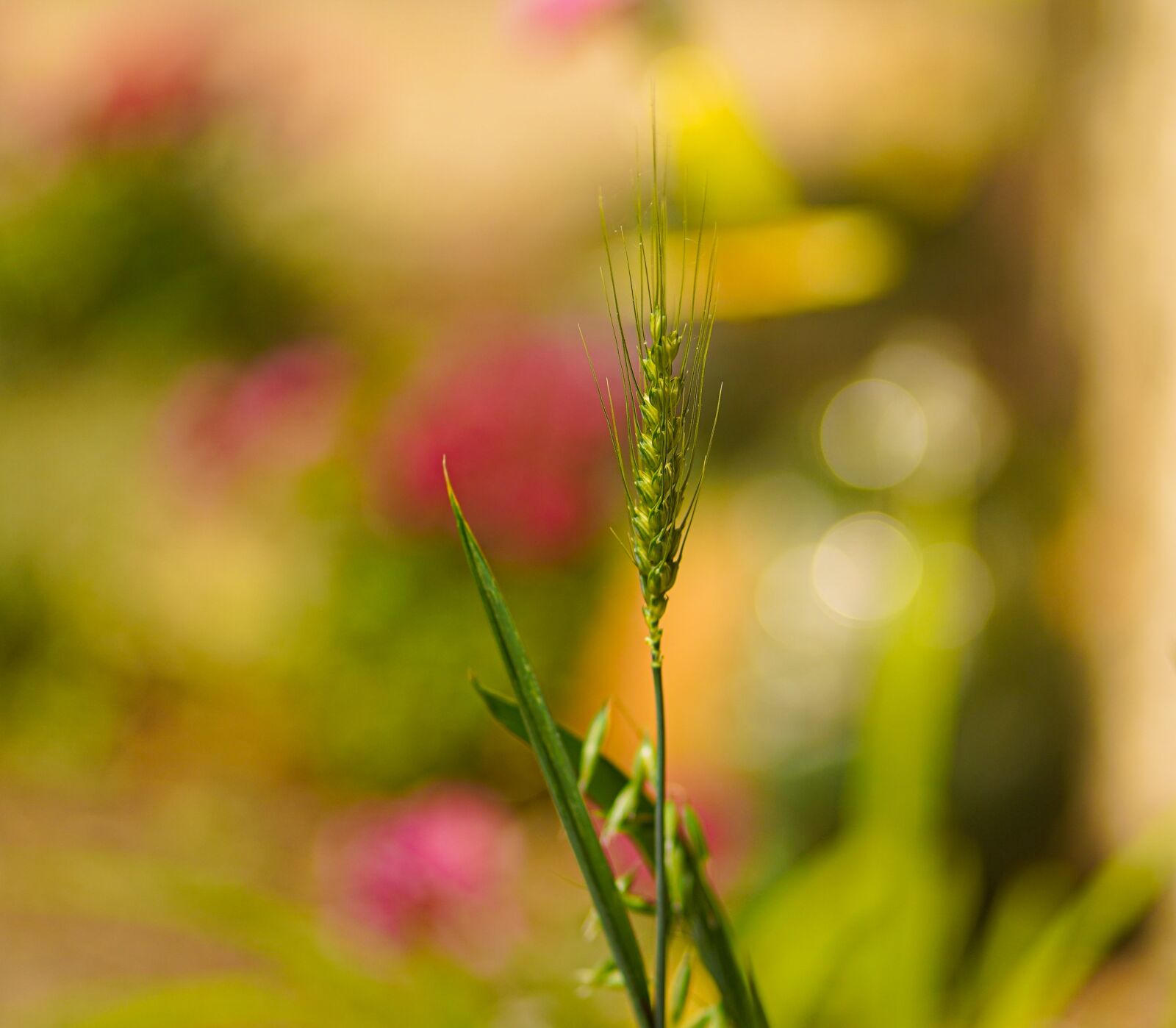 Sony a7 III + Sony FE 85mm F1.8 sample photo. Kkk, mm, mmm photography