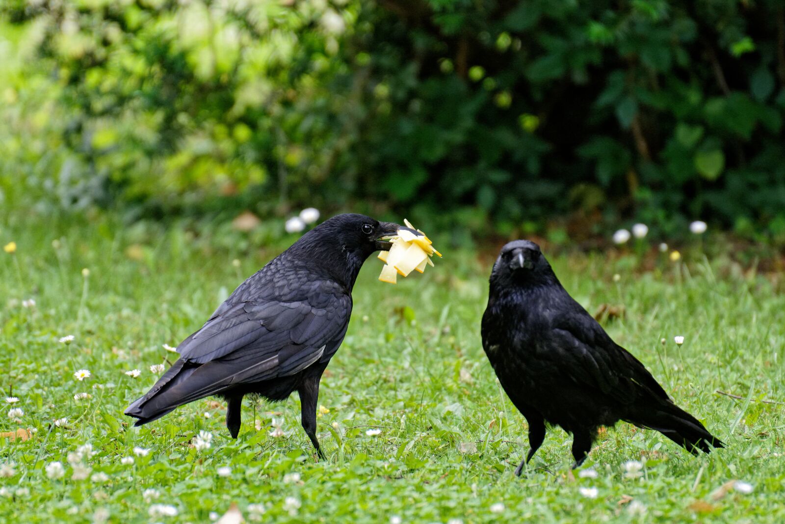 Nikon D7200 sample photo. Raven, crow, raven bird photography