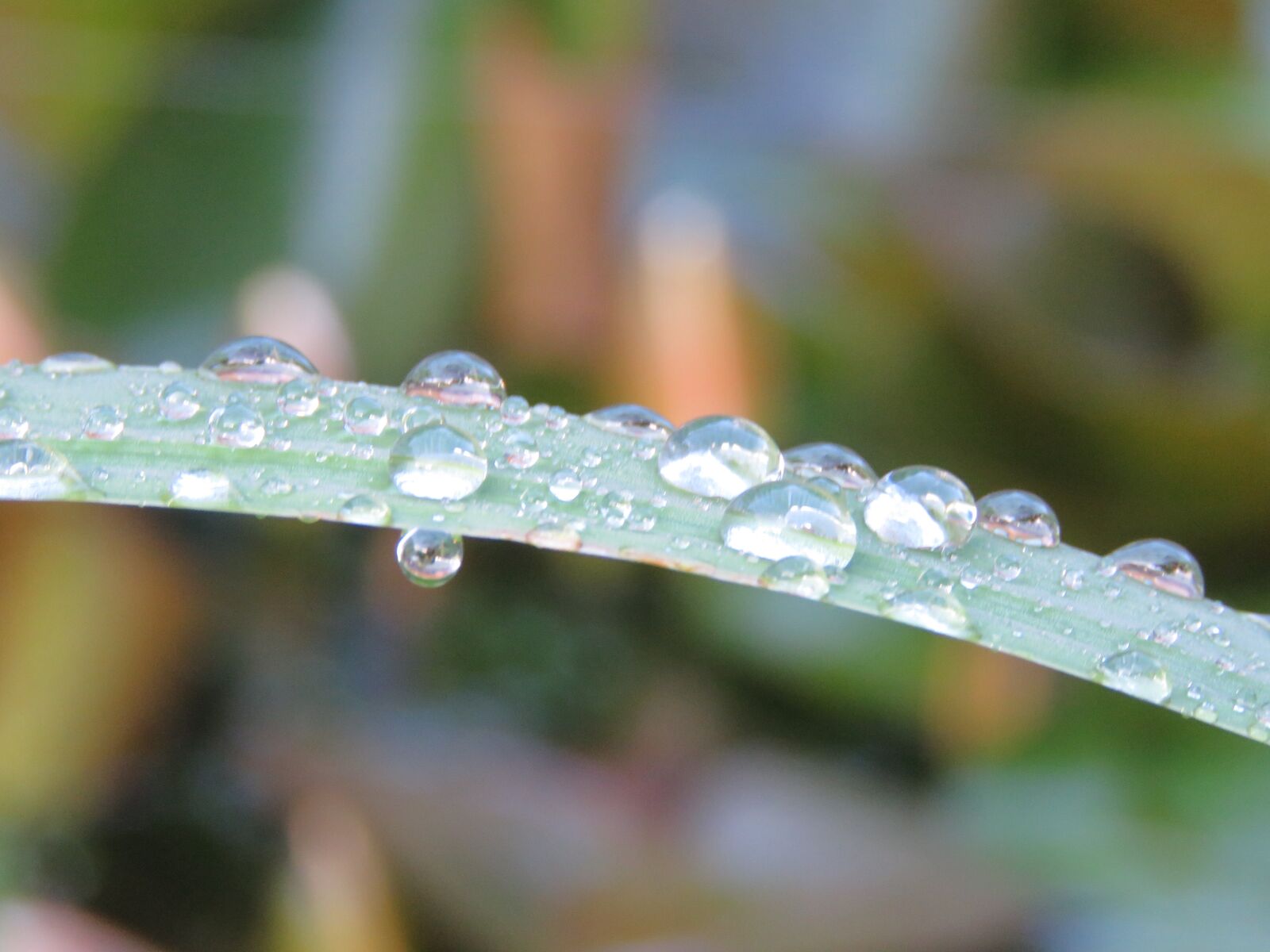 Canon PowerShot SX60 HS sample photo. Drops, sheet, iris photography