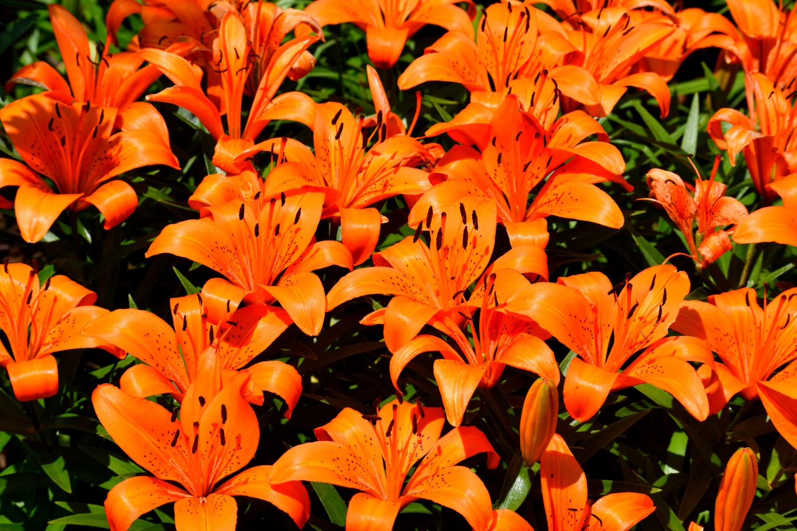Nikon D3300 sample photo. Vibrant, orange lily, flower photography