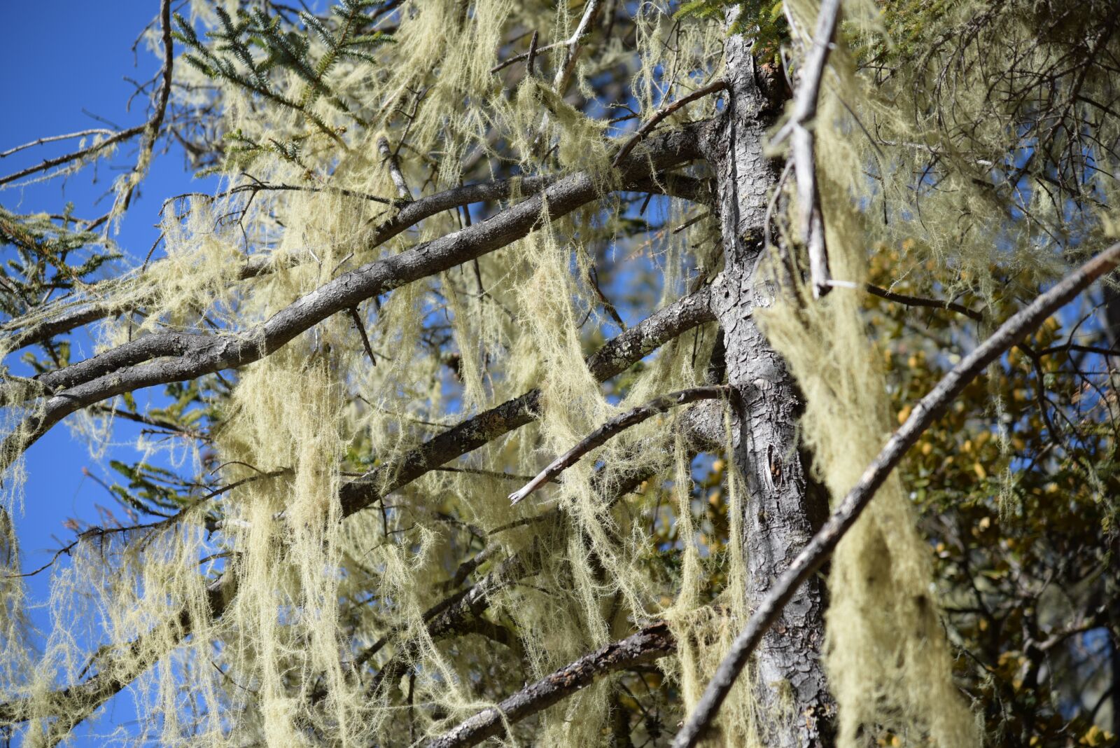 Nikon D810 sample photo. Blue sky, outdoor, in photography