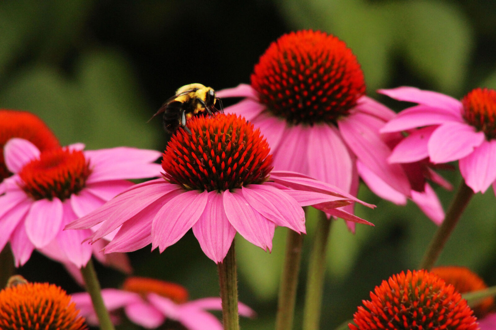 Canon EOS 1200D (EOS Rebel T5 / EOS Kiss X70 / EOS Hi) sample photo. Douglassville, pa photography