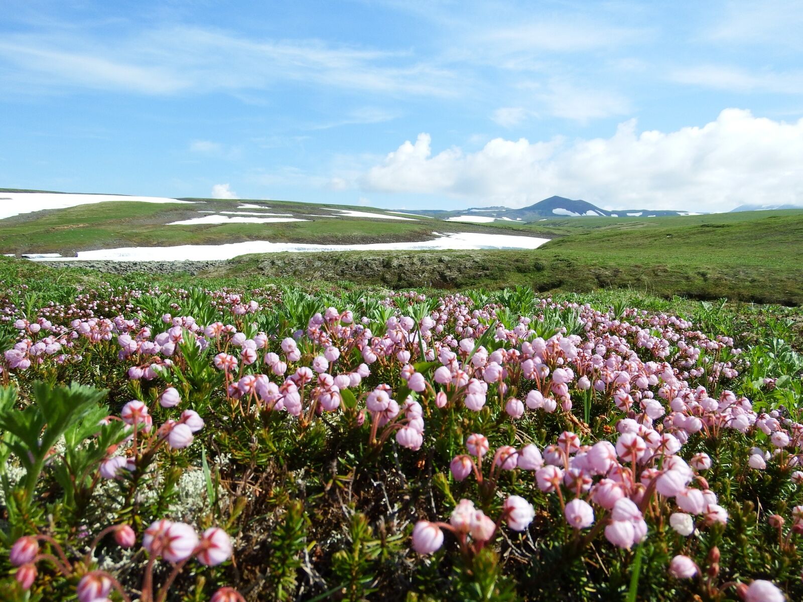 Fujifilm FinePix S1 sample photo. Creek, mountain plateau, flowers photography