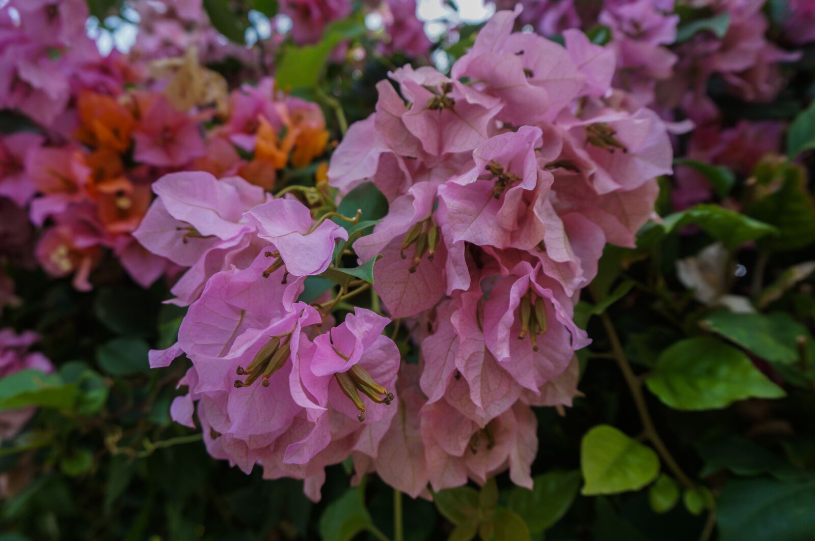 Sony Alpha NEX-3N + Sony E 16-50mm F3.5-5.6 PZ OSS sample photo. Flowers, nature, plant photography