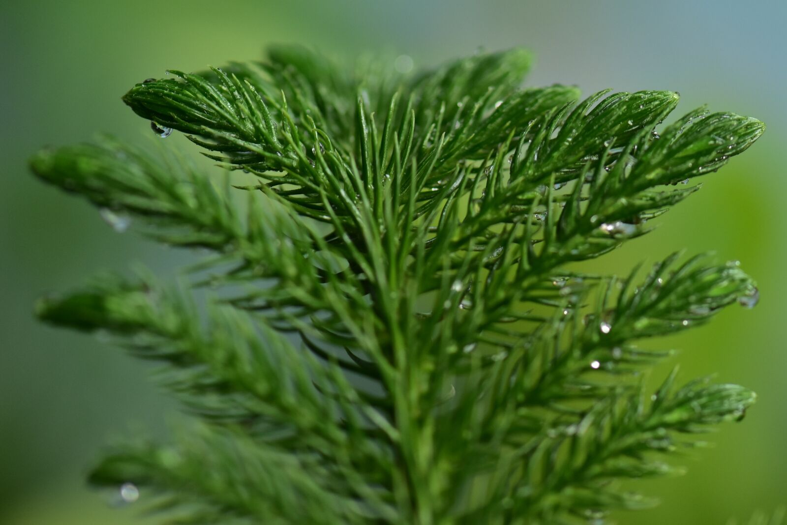 Nikon D3400 sample photo. Fir, spruce, coniferous photography