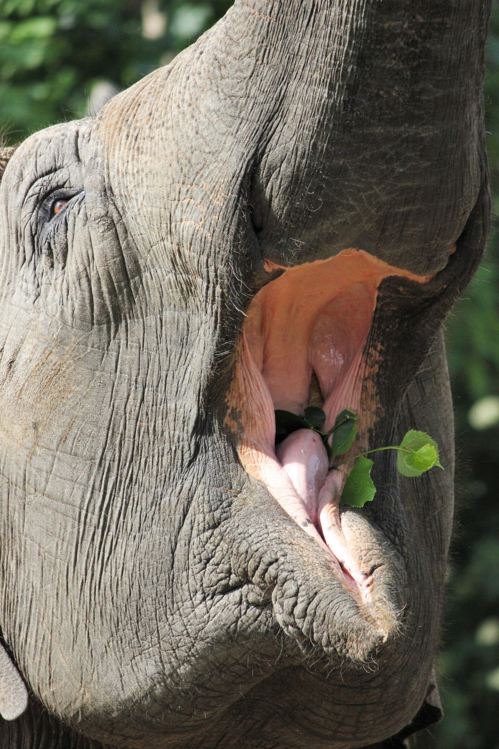 Canon EOS 550D (EOS Rebel T2i / EOS Kiss X4) sample photo. Elephant, eat, zoo photography