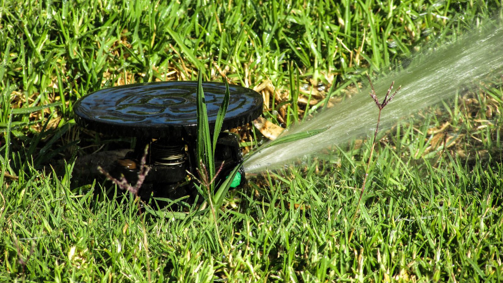 Canon PowerShot SX400 IS sample photo. Beck, water, watering photography