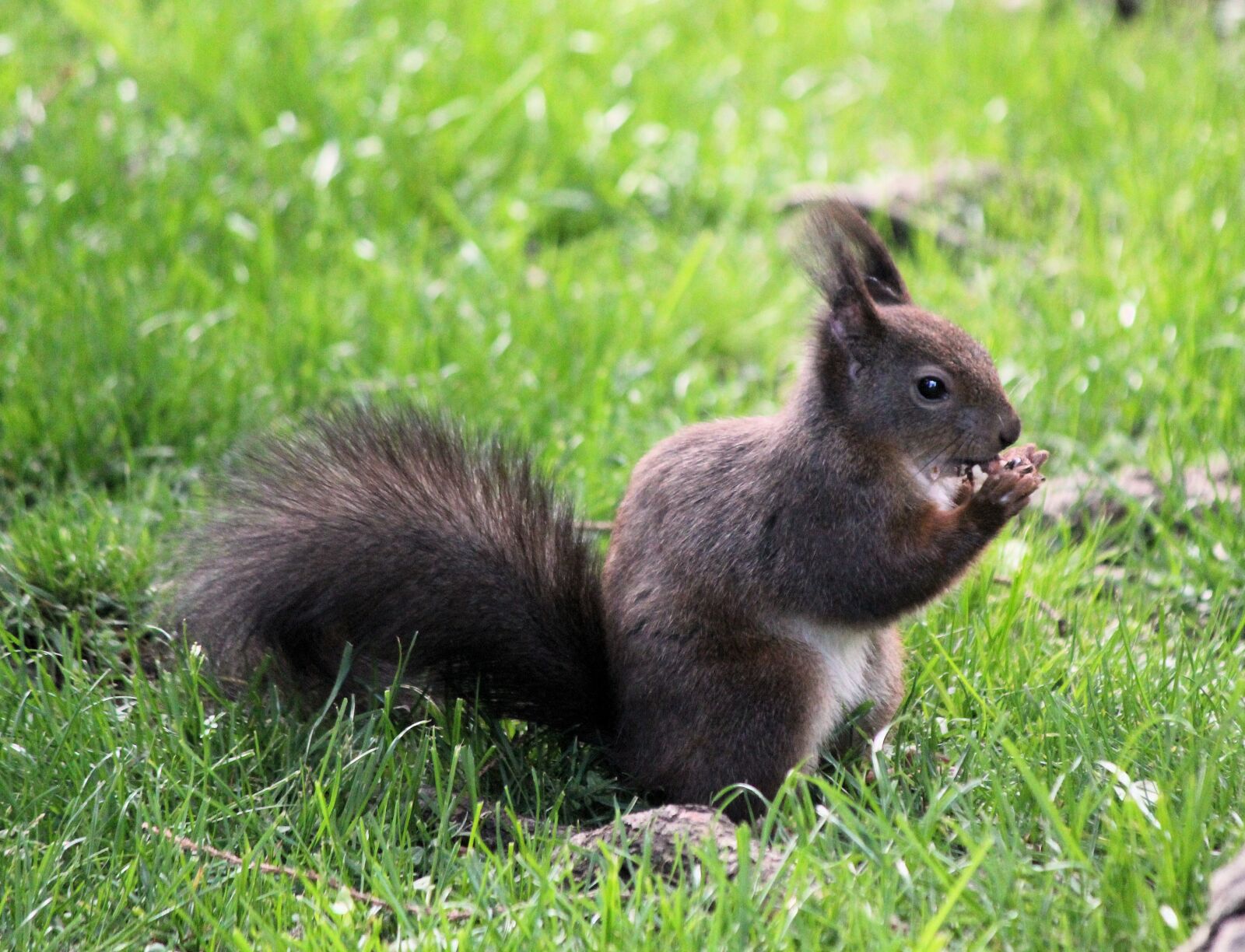 Canon EOS 550D (EOS Rebel T2i / EOS Kiss X4) sample photo. The squirrel, rodent, mammal photography