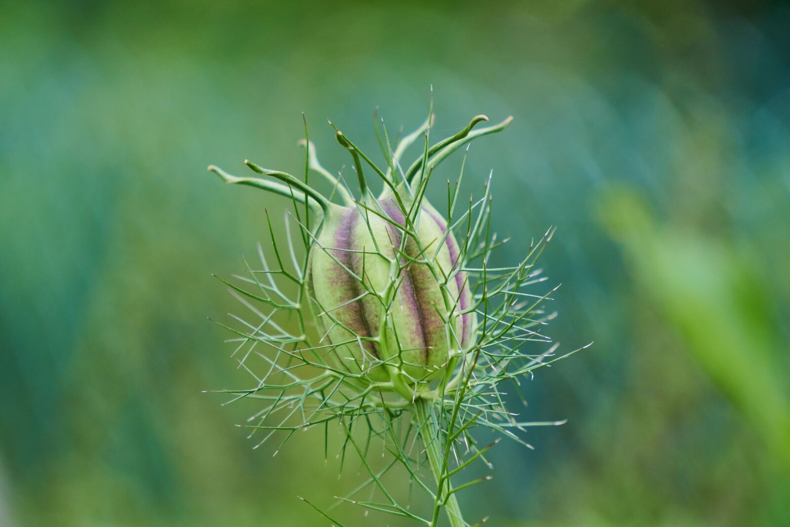 Sony E 55-210mm F4.5-6.3 OSS sample photo. Virgin in the green photography